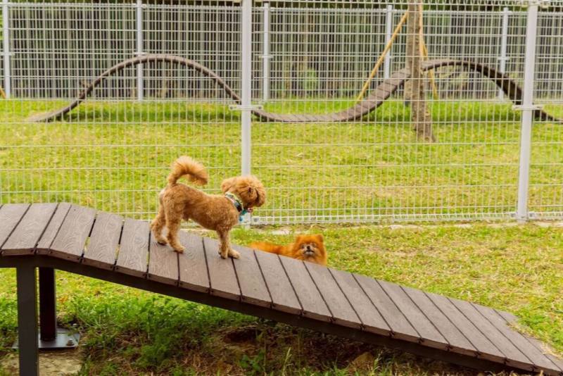 高雄市梓官區蚵仔寮專為寵物設計的活動空間「綠3寵物活動區」，日前完工啟用，將創造成毛孩們的快樂天堂。（高雄市工務局提供）