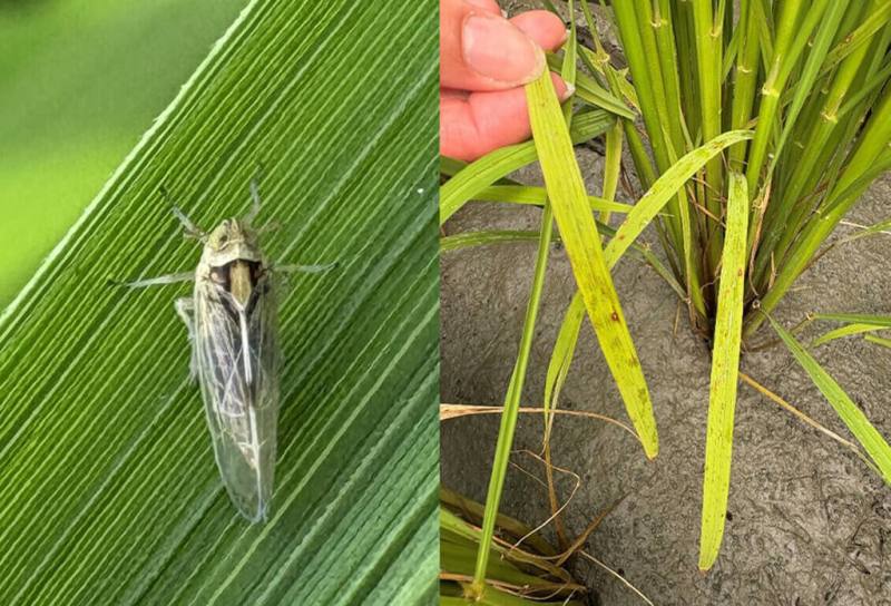 台東縣水稻正值孕穗至抽穗期，縱谷和台東市區發現飛蝨類蟲害密度上升，台東區農業改良場呼籲農民加強防治措施。圖左為白背飛蝨停棲於水稻葉片上刺吸危害 ，造成葉片黃化並誘發煤煙病（如圖右）。（台東農改場提供）