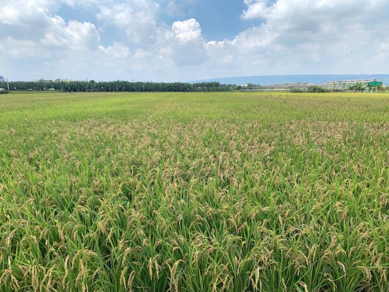 水稻穗稻熱病於田間發生情形