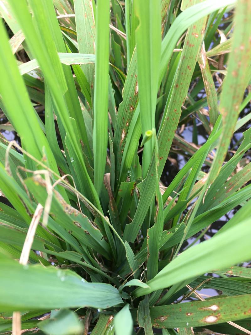 被秘夜蛾啃食過的水稻葉片有明顯缺刻