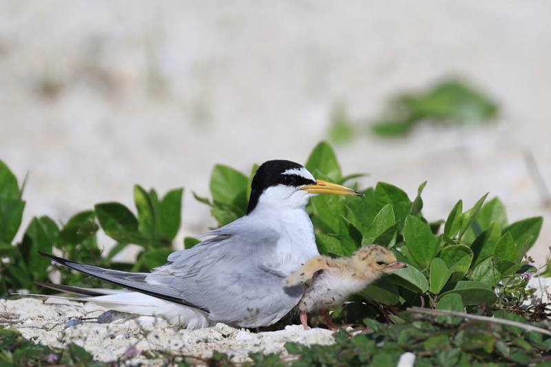 保育類小燕鷗3月底飛抵澎湖，經澎湖縣野鳥學會觀察，小燕鷗在4月中旬開始在青螺濕地產卵，5月1日迎來全台首隻雛鳥誕生。海洋委員會海洋保育署推出「燕鷗繁殖期守護行動」多語版本海報加強宣導，盼守護小燕鷗並降低民眾誤觸法令風險。（澎湖縣政府提供）