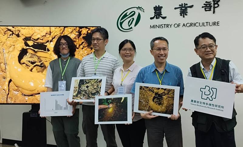 農業部生物多樣性研究所透過縮時攝影發現台灣特有種「魚池琴蛙」生殖秘密，以影像完整記錄魚池琴蛙從築巢、鳴叫、競爭、配對到產卵過程，21日公開