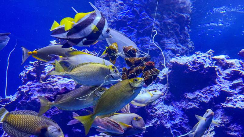 迎接端午連假，屏東海生館推出限定版餵食秀，特製整串海洋粽子餌料，將於31日端午節當天，珊瑚王國館獨立礁缸投食餵魚。（屏東海生館提供）
