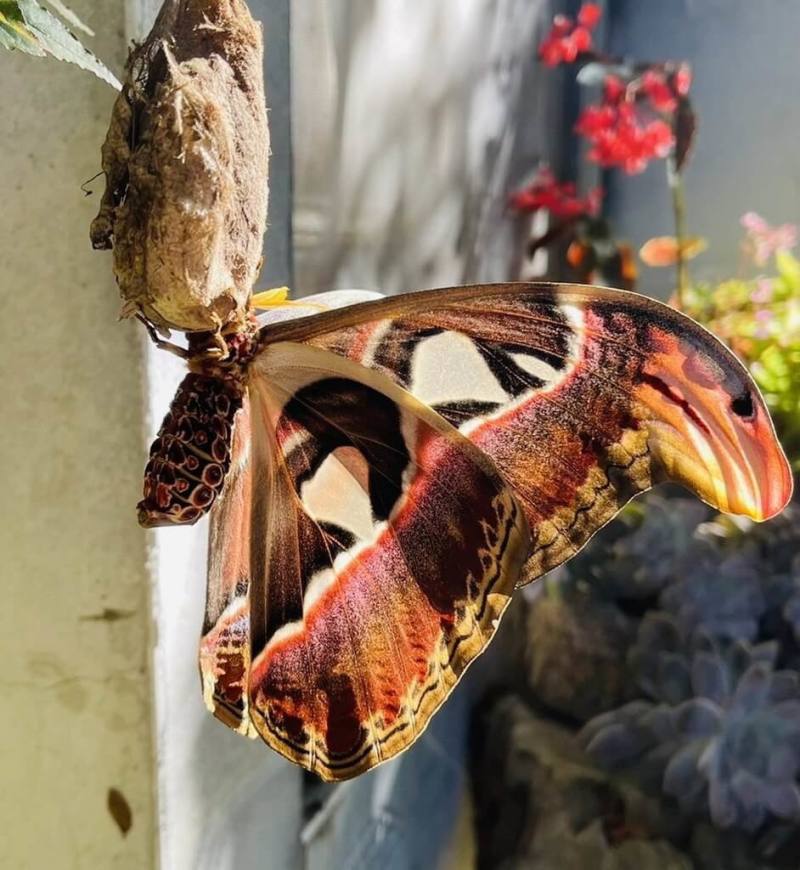 阿里山樂野「阿將的家23咖啡館」近日皇蛾現身，嘉義縣文化觀光局指出，皇蛾是台灣體型最大的蛾類，展翅可達20至30公分，難得一見。（石光將提供）