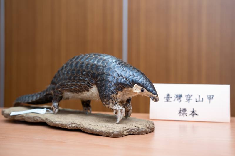 臺灣穿山甲標本