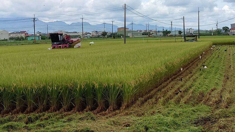 農業部農業試驗所說，稻草為台灣最大宗農糧生產剩餘資源，約8成伴隨收割時截切就地耕犁掩埋，未充分再利用，分解過程會產生甲烷，引起全球暖化。圖為日前嘉義地區稻米收割情形。