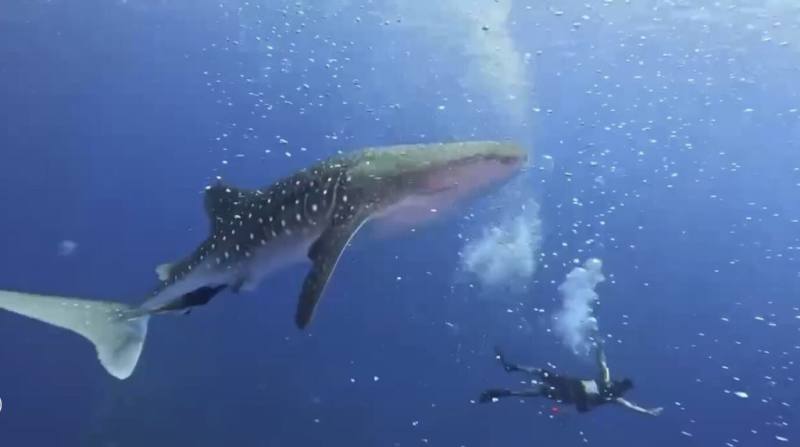 謝姓潛水教練日前在蘭嶼八代灣附近潛水時巧遇一頭大鯨鯊，謝教練說，他從事潛水活動十多年，這一次是第2度碰上鯨鯊，非常幸運。（民眾提供）