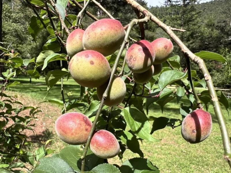 台中市和平區武陵農場園區內胭脂梅樹果實近日轉紅，宛如芒果般引人注目。武陵農場說明，每當梅果成熟後，便會自然落果，成為鳥類、獼猴等野生動物的重要食物來源。（武陵農場提供）