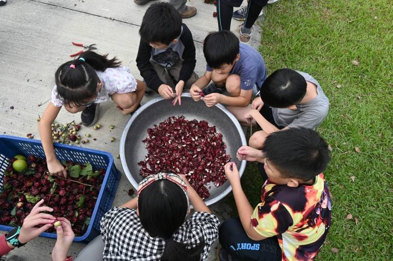 育仁國小師生動手採摘校園內豐收的洛神花