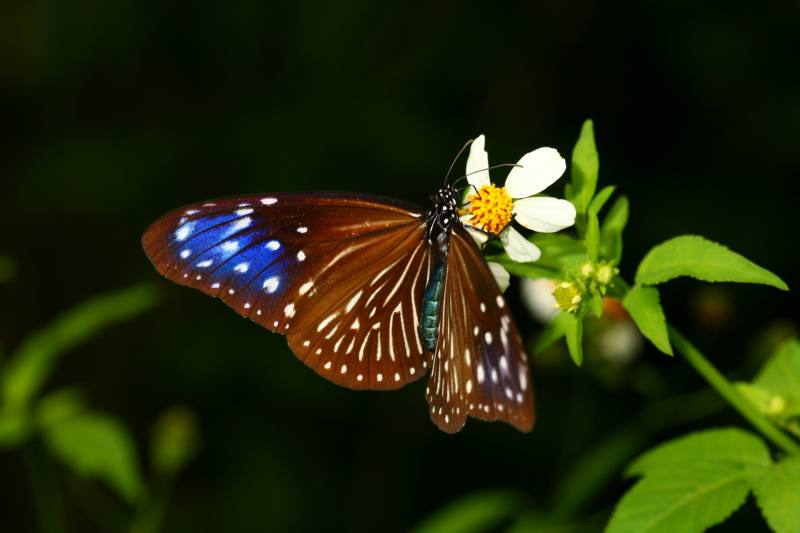 2024年紫斑蝶棲地調查發現，南灣路段的紫斑蝶主要來自核三廠，更發現核三廠內小紫斑蝶的幼蟲食草「盤龍木」生長繁茂，意外成為其重要繁殖地。