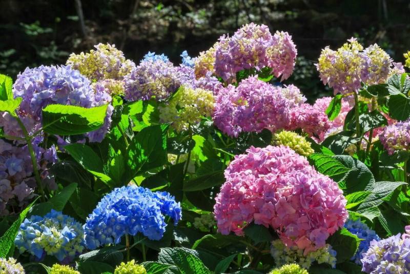 杉林溪森林生態渡假園區指出，杉林溪地區氣候溫和涼爽，夏季平均氣溫約攝氏20度，適合栽培繡球花，園區繡球花約有12個品種，七彩繽紛總數超過10萬株，5月下旬至7月中旬盛開。（杉林溪森林生態渡假園區提供）