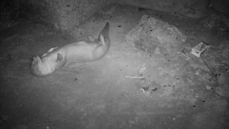 28日是世界水獺日，台北市立動物園助理研究員張廖年鴻接受中央社記者採訪表示，過去國外調查多認為在野外歐亞水獺活不過5歲，但在金門太湖長年觀測1隻雌性水獺已超過11歲。圖為金門野保協會在野外設置紅外線自動相機，拍攝到其他水獺磨地板抓癢，清潔身體畫面。（金門縣野生動物救援暨保育協會提供）