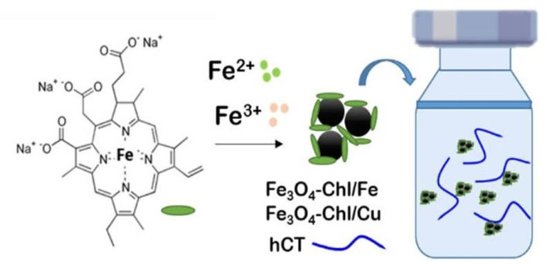 台師大團隊實驗證實，葉綠素氧化鐵奈米粒子能穩定人類降鈣素並抑制降鈣素類澱粉纖維的形成，提高降鈣素穩定性與生物活性，為藥物生產開發提供新選擇。（台師大提供）