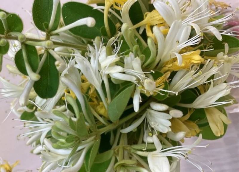 由中正大學、成功大學、中山醫學大學及嘉義基督教醫院組成的台灣跨校研究團隊，指金銀花對COVID-19病毒中Omicron的Delta變異株，具有顯著抑制作用，近日於國際期刊Virus Research發表研究成果。（中正大學提供）