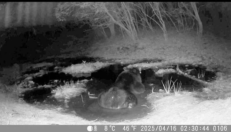 嘉義縣鄒族獵人協會於新高口巡守區域所架設的紅外線相機，4月16日拍攝到台灣黑熊在水池戲水畫面。（林業署嘉義分署提供）