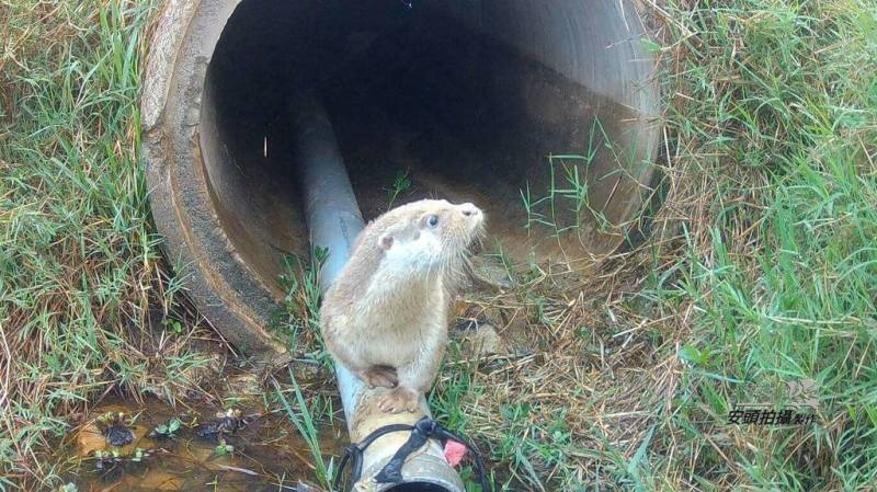 金門是台灣僅存有較穩定歐亞水獺族群地區，適逢世界水獺日，金門民眾蔡添丁在臉書（Facebook）貼出拍攝到的野外水獺身影，他設置紅外線自動相機至今約5年，期望有更多金門人認識水獺就在身邊。（蔡添丁提供）