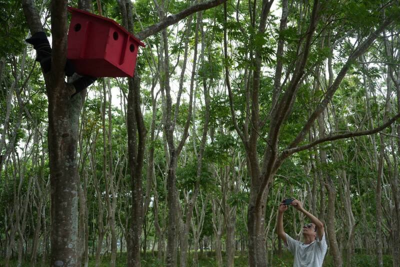 長居紐約的日裔巴西籍藝術家大岩奧斯卡（Oscar Oiwa）以童憶為發想，應邀使用國產木材打造作品「回巢」，29日在屏東林後四林平地森林園區亮相