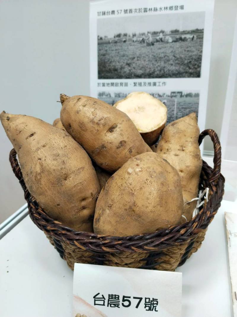 「台農57號」為目前台灣種植面積最廣的地瓜品種，肉色橙黃、口感綿密，具獨特香甜風味，展現適合加工的特性，農業部農業試驗所28日舉行記者會，介紹傳香70年且歷久不衰的「台農57號」傳奇