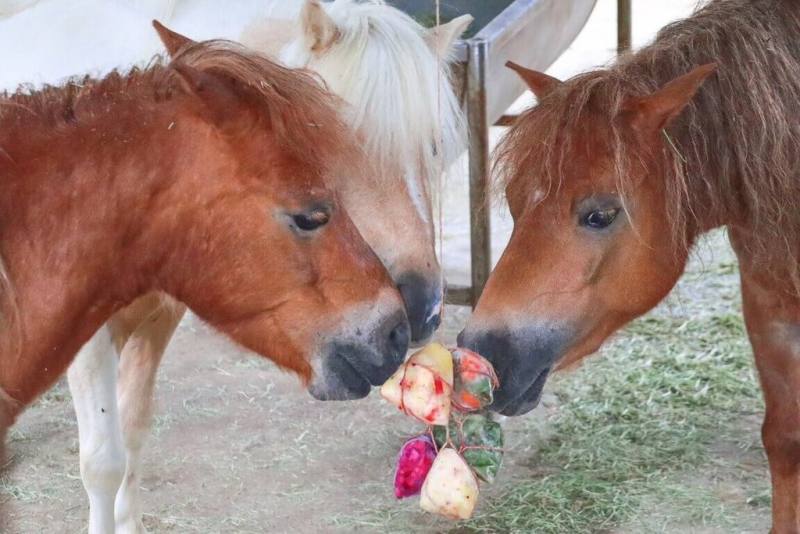 迎接端午節，六福村迷你馬園區以繩子掛上冰粽，迷你馬靠近後會先聞氣味，接著舔冰粽，還會玩繩索互動，模樣可愛。（六福村提供）