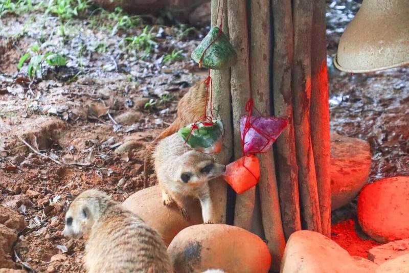 迎接端午節，六福村主題遊樂園以新鮮蔬果打成果汁並冷凍，製成水果冰粽，讓狐獴品嚐，感受過節氣氛。（六福村提供）