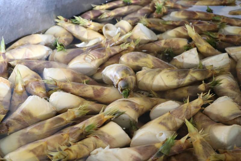 台灣綠竹筍號稱「綠寶石」，夏季正是品嚐好季節，農糧署建議民眾選購新鮮綠竹筍時，記得「白、彎、矮、肥」原則。（農糧署提供）