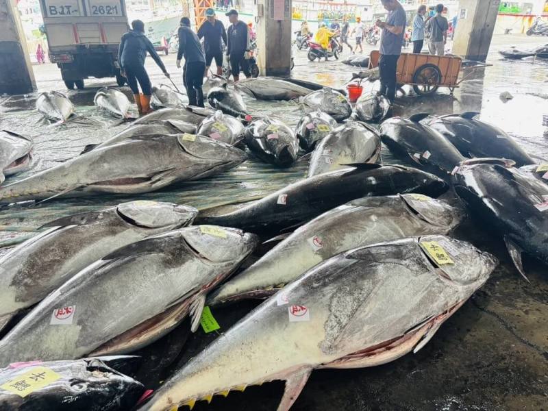 近日黑鮪漁獲大豐收，漁業署已於29日公告，2025年配額2200公噸已達68%，黑鮪標籤申領數量依漁船總噸位下調；預估31日將達配額85%，6月5日起實施禁捕。圖為東港魚市場盛況。（民眾提供）