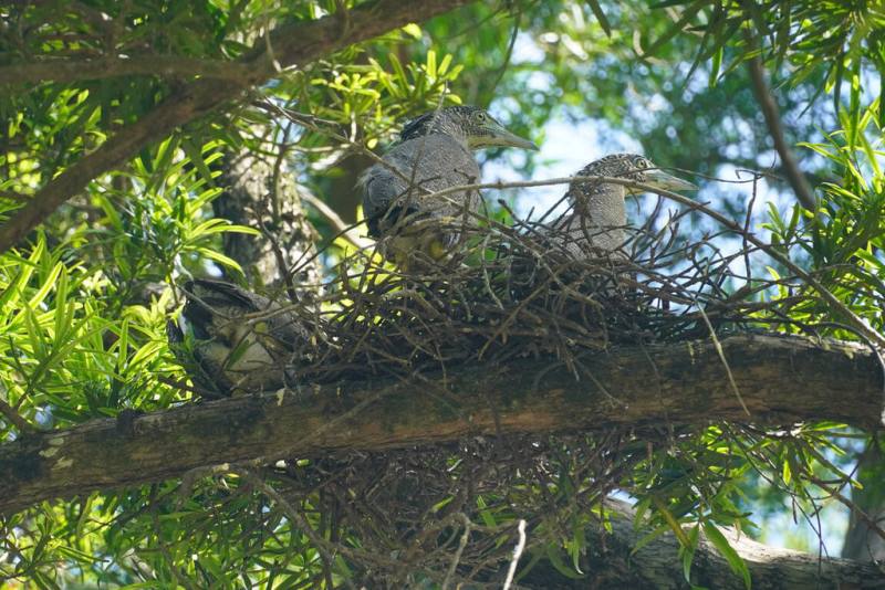 台南山上花園水道博物館園區內有黑冠麻鷺築巢育雛，館方特別規劃參觀動線避免遊客干擾，近日巢內3隻幼鳥羽翼漸豐，即將開始學飛。（館方提供）