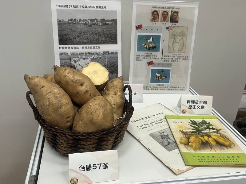 「台農57號」甘藷。(圖/陳林幸虹 攝)