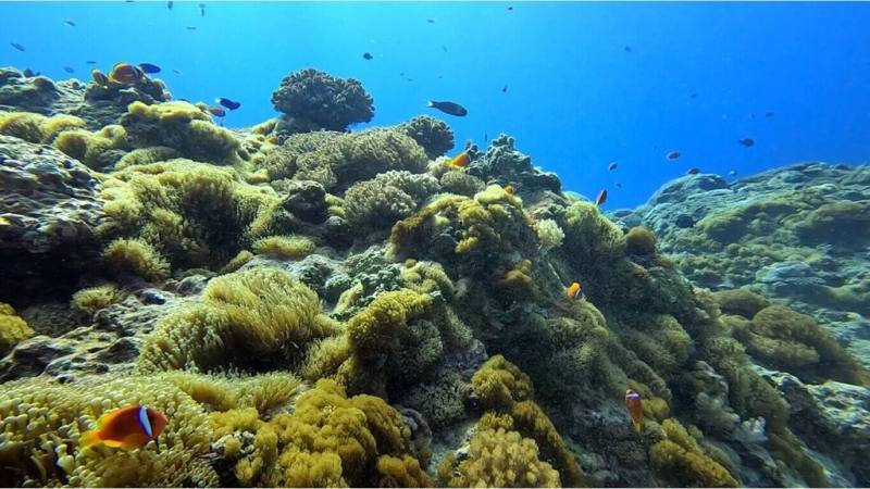 綠島知名潛點小丑島109年起因漁港修復工程、強降雨及颱風等導致泥沙覆蓋，衝擊生態，東部海岸國家風景區管理處長期監測發現，小丑島生態環境正逐漸恢復，重現豐富生命力。（東管處提供）