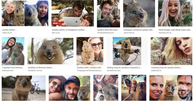 諸多名人與微笑短尾矮袋鼠自拍的照片