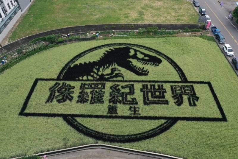 苗栗縣苑裡鎮農會稻田彩繪獲環球影業青睞，在苑裡藺草文化館對面稻田合作呈現電影「侏羅紀世界：重生」經典LOGO與恐龍圖騰。（苑裡鎮農會提供）