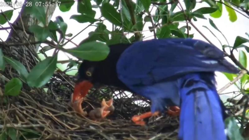 台北翡翠水庫管理局表示，目前正值台灣藍鵲繁殖期，園區內藍鵲改換地點築巢，已與台北鳥會合作架設監視器全天候觀察育雛情形，也盼藉直播讓民眾更了解台北市鳥。（台北翡翠水庫管理局提供）
