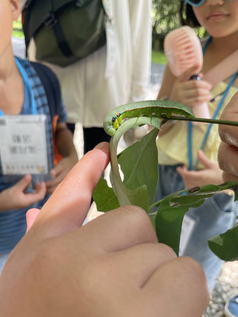 認識蝴蝶幼蟲(滿月圓遊客中心提供)