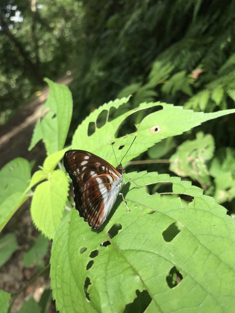 滿月圓具有豐富的蝴蝶生態資源(滿月圓遊客中心提供)