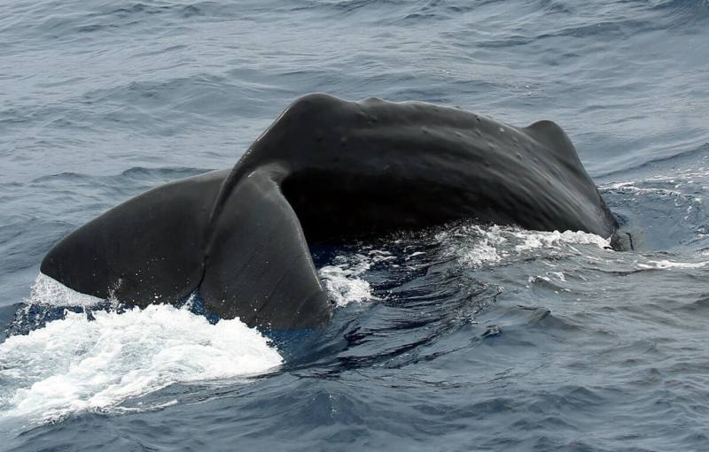 花蓮賞鯨船業者近2天在花蓮外海目擊6至7頭抹香鯨，包含成熟個體及母子對，離花蓮港最近距離僅4浬。（多羅滿賞鯨提供）