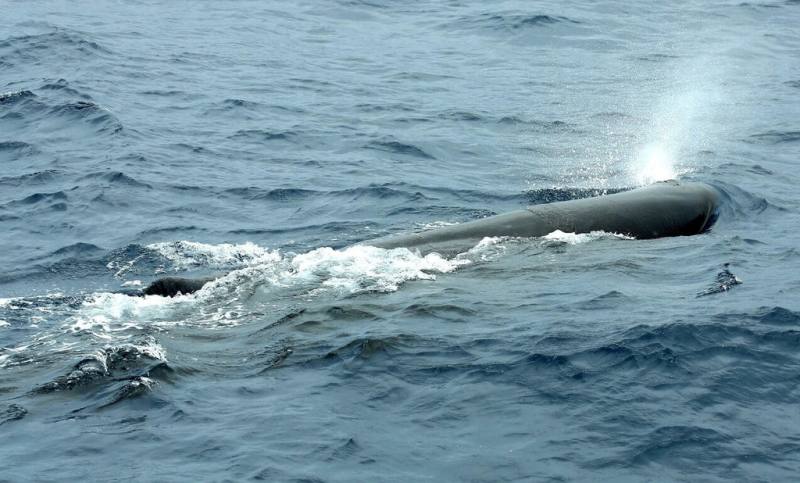 花蓮賞鯨船業者近2天在奇萊鼻外海發現6至7頭抹香鯨，工作團隊與鯨豚研究者溫在昇合作，啟動「花蓮鯨豚聲音紀錄與研究計畫」，邀集花蓮在地高中以上學生及學校社團投入海洋觀察與科學研究。（多羅滿賞鯨提供）