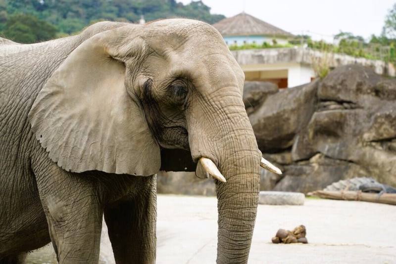 台北市立動物園42歲非洲象「美代」近日出現持續性體溫偏高及脫水情形，在徵求專家意見及參閱文獻後，6日決定協助牠有尊嚴地離開，感謝牠陪伴大家的時光。（台北市立動物園提供）