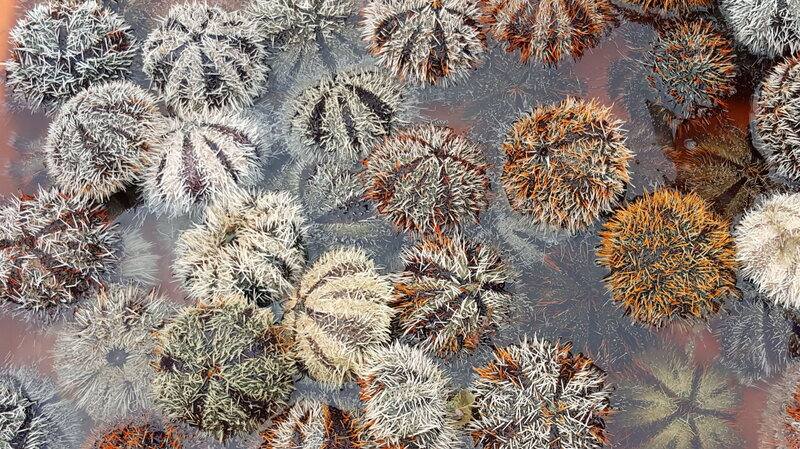 澎湖縣政府推動「馬糞海膽」養殖產業有成，未來全年都可吃到有履歷的海膽