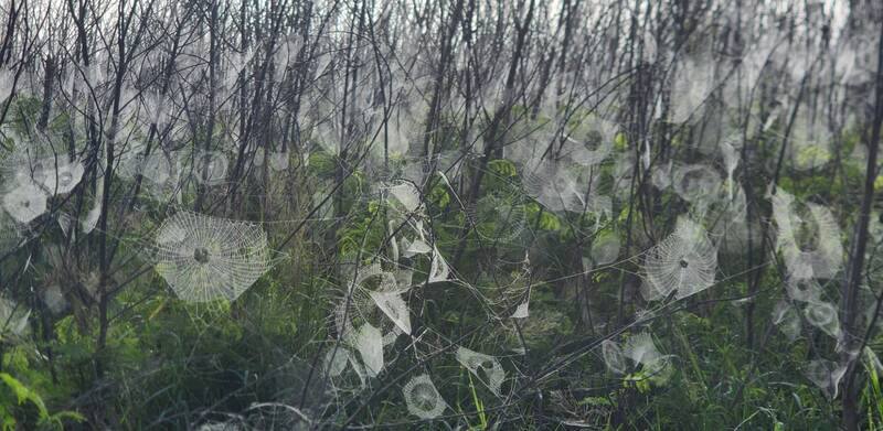 澎湖媽祖園區一帶林木8日在濃霧、水氣及陽光照射下，編掛在林木間大小不一的蜘蛛網一一浮現，宛若一片雪白般的蜘蛛網海，成為罕見景觀