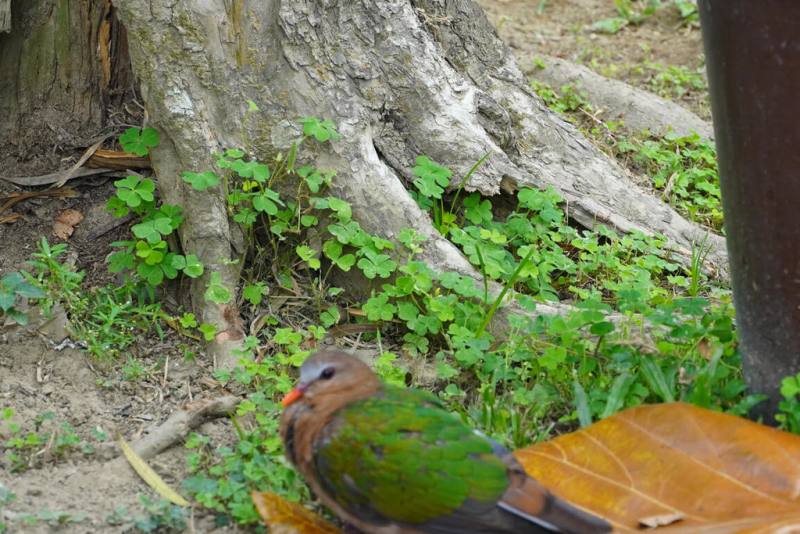台南山上花園水道博物館園區近日出現台灣野外較少見鳥類翠翼鳩，有遊客驚喜表示，以前只在偏僻林地才有機會看到，沒想到可近距離目擊，還不怕人，實在難得。（館方提供）