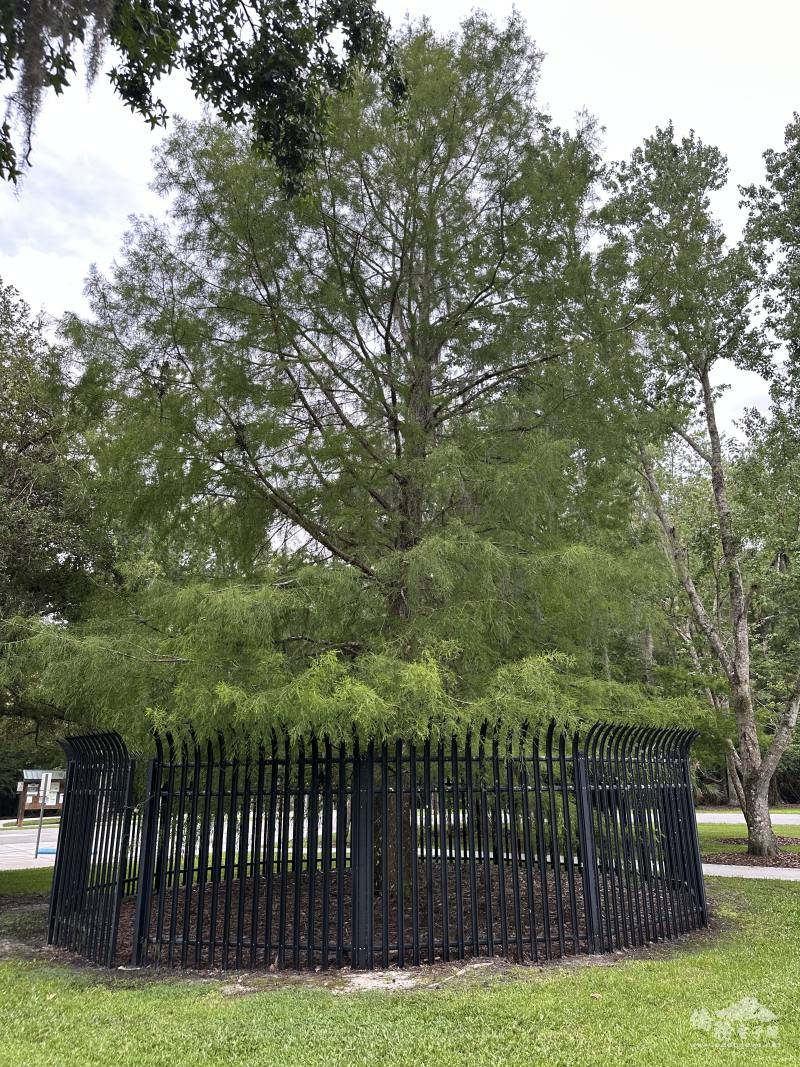 浴火重生的「鳳凰」現在座落公園正中央