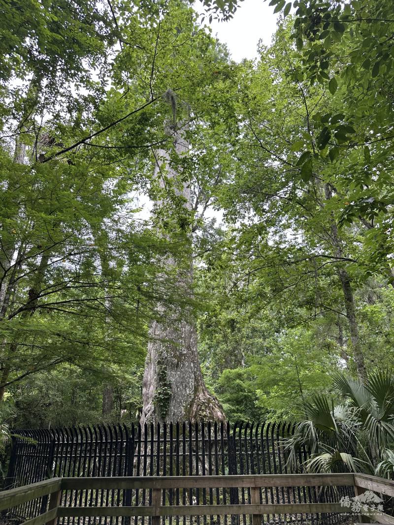 「參議員」的鄰居「自由女神」，28公尺高，推估超過2000歲