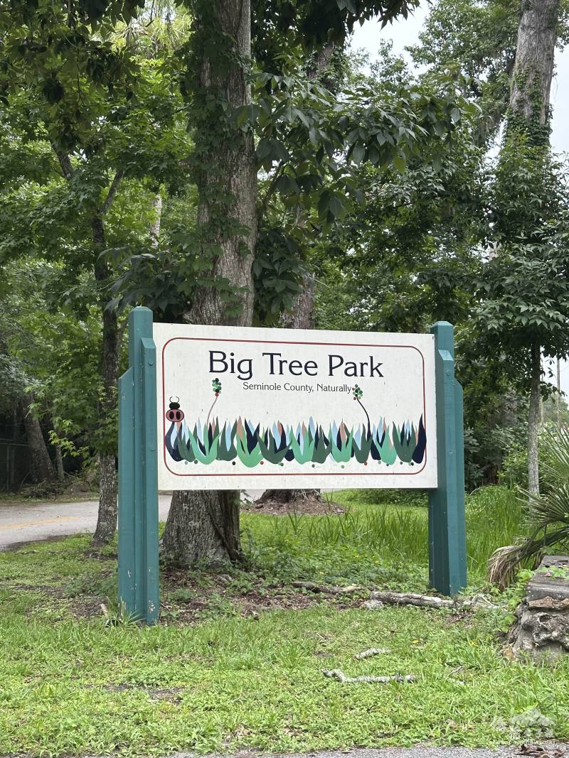 在這座小公園內數棵千年落羽松等著玩膩樂園的遊客