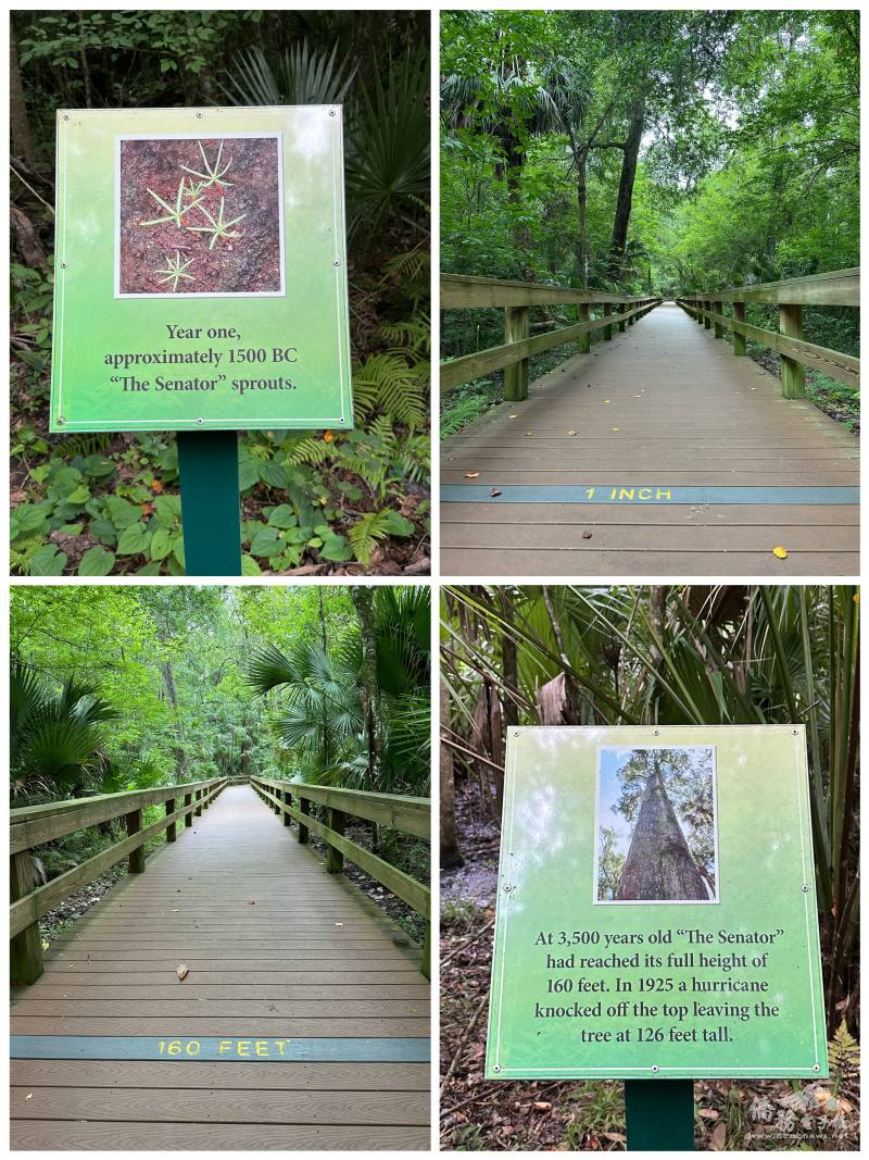 公園別出心裁在步道上以年代標記落羽松的成長高度，靜靜訴說數千年故事