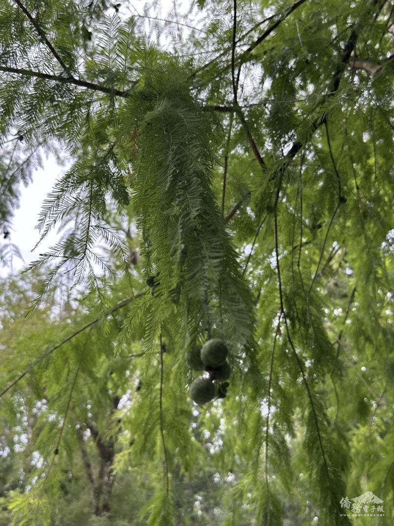 落羽松在佛州秋冬不轉紅且毬果纍纍，導致我有眼不識泰山