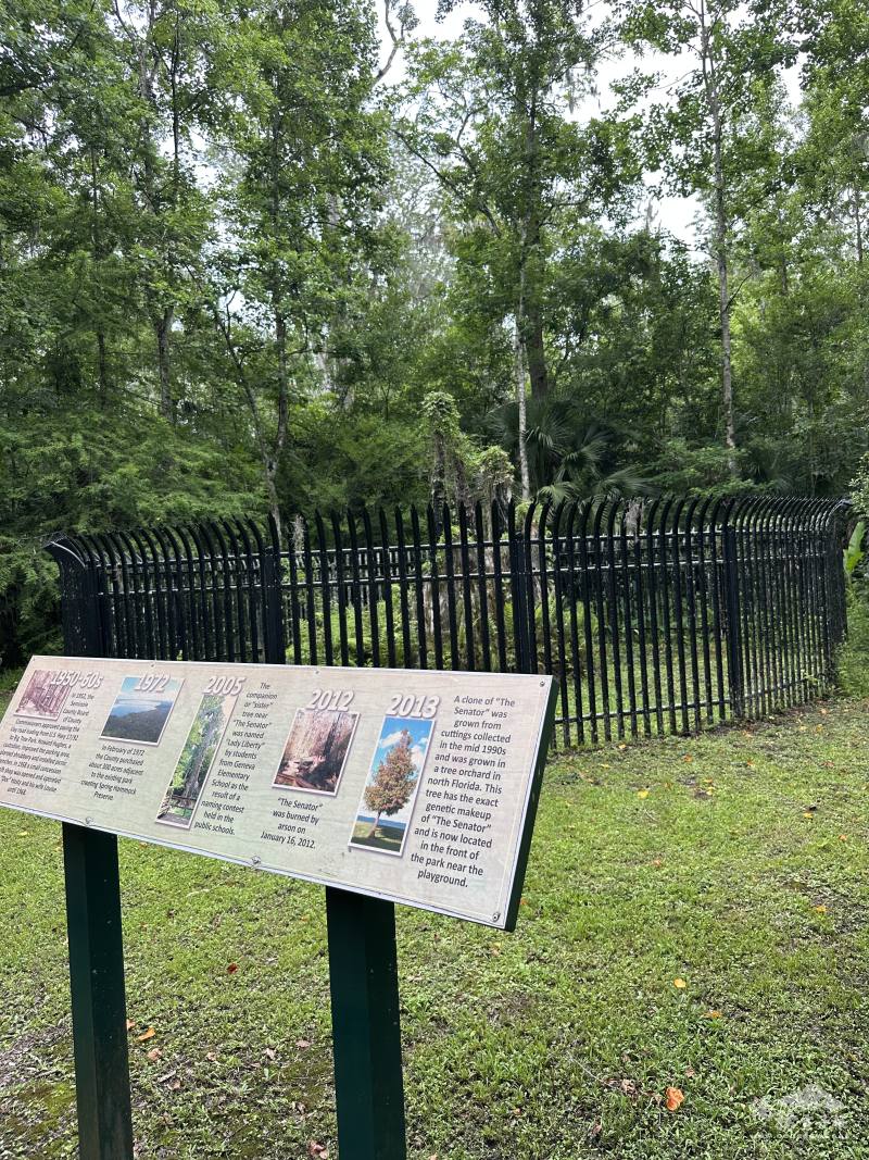 看盡3千5百年風霜的「參議員」落羽松，遭縱火焚燬後留下的樹幹仍冒出新葉