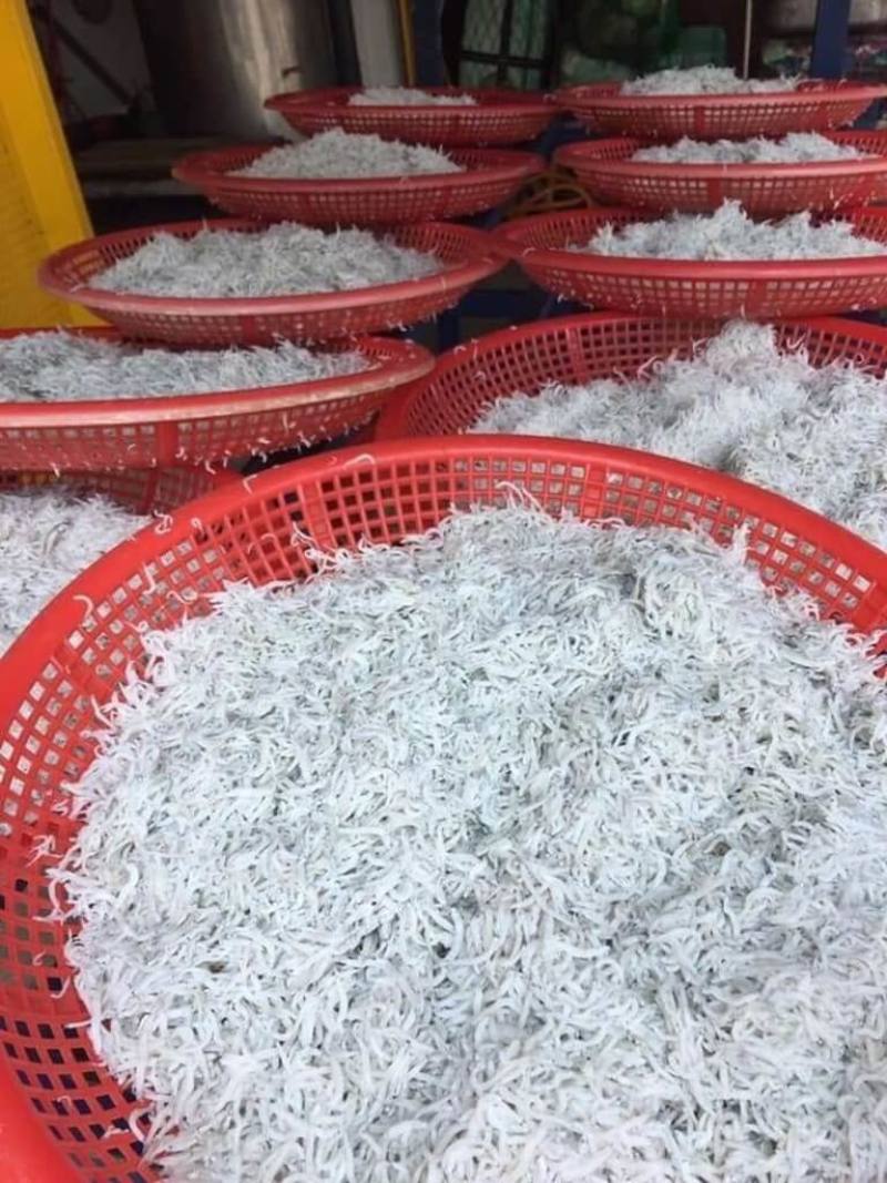 魩鱙（圖）俗稱吻仔魚，是台灣沿近海經濟漁獲之一；新北市漁業處為推動漁業永續發展，自6月15日起至9月14日，實行魩鱙禁漁期。（漁業處提供）