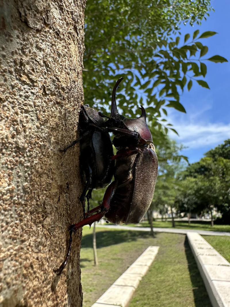 6月正值獨角仙繁殖季節，湖埔社區大學講師謝文猷指出，溪湖中央公園獨角仙數量疑減少，將成立獨角仙巡護隊，記錄並宣導正確觀念。（謝文猷提供）
