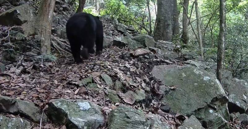 台中市「人人守護山林（PKLAHANG RRGYAX SSQULIQ）協會」由南勢部落獵人組成，自113年起組織黑熊巡守隊，114年5月透過族人自行架設的紅外線自動相機，二度捕捉到黑熊在海拔1177公尺淺山地區現身畫面。（林業及自然保育署台中分署提供）