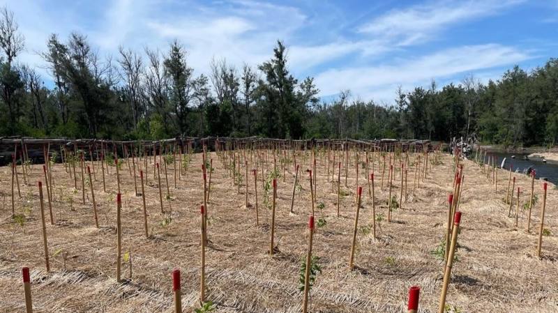 農業部林業試驗所推動劣化地復育，透過天然更新與人工造林雙管齊下，試驗種植海檬果等數10種耐鹽、耐淹的樹種，並在劣化地試驗區完成稻草蓆鋪設及覆蓋表土以減少水分蒸發。（林試所提供）